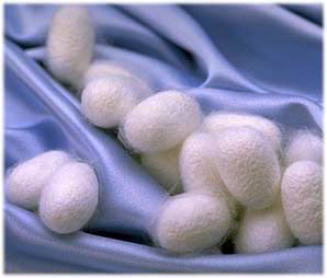 silkcocoons