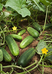 Cucumbers