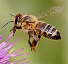 Beekeeping