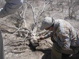 Increased levels of the desert and the degradation of soil and water