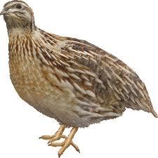 quail