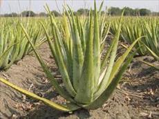 Aloe Vera plant plan