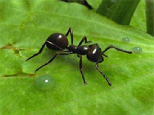 Ant and termite research