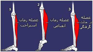 Paper muscle stiffness