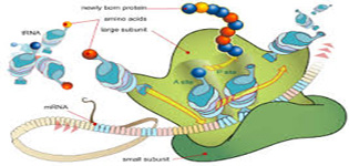 Acid metabolism nuclear Research