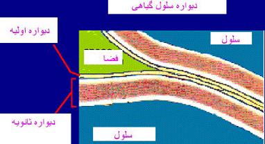 Research plant cell wall