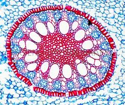 Sclerotinia tissue