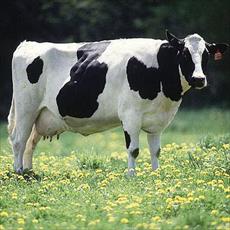 PowerPoint to assess stool to help feed the dairy cows