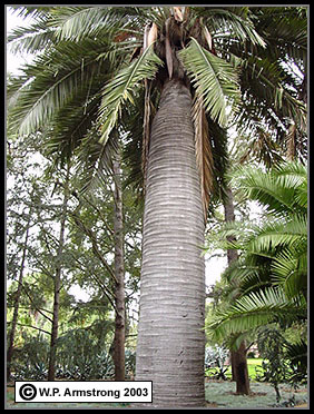 Project lightweight concrete shell structures made of oil palm fruit