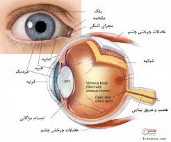 دانلود مقاله آناتومی و جنین شناسی چشم