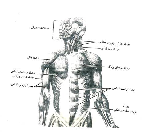 عضلات قدامی تنه 