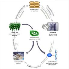 پاورپوینت بسته بندی های زیست تخریب پذیر