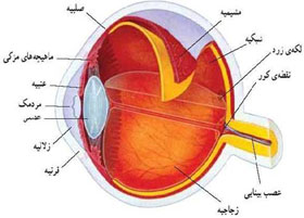 دانلود پاورپوینت چشم واجزاء آن ۱۸ اسلاید