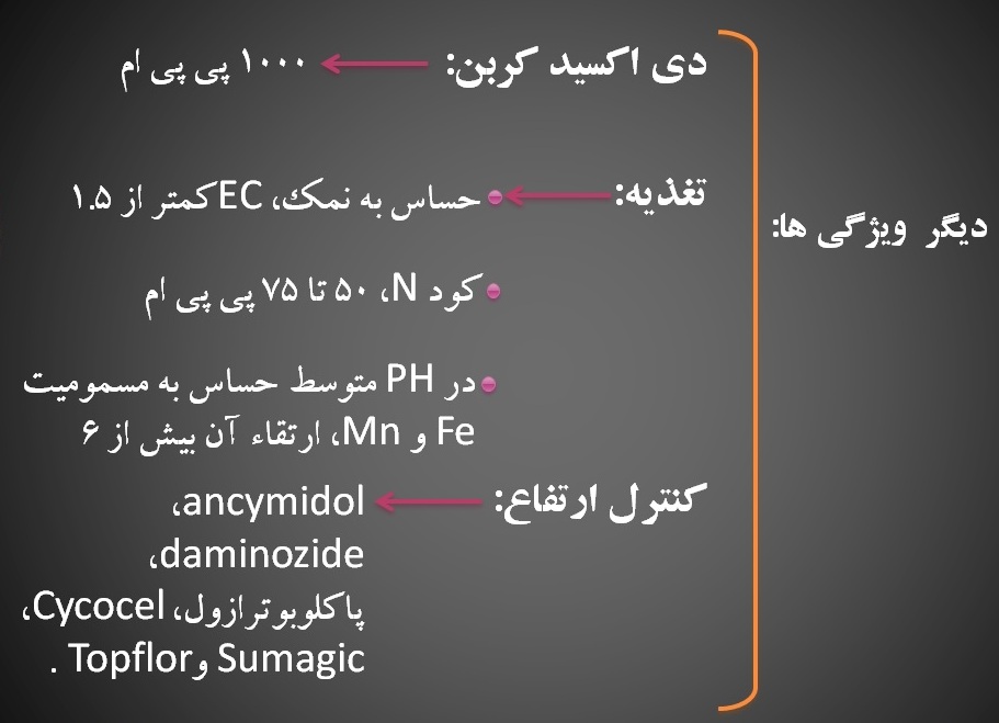 دانلود پاورپوینت گل سولماز و زنبق ۵۲ اسلاید