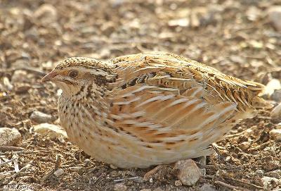 دانلود مقاله کارآفرینی مزرعه پرورش بلدرچین - طرح توجیهی Entrepreneurship quail farm