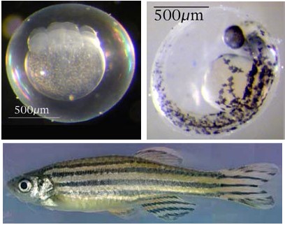 دانلود پاورپوینت بیولوژی Zebra Fish در ۶۴ اسلاید