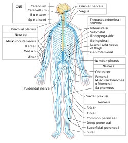 دستگاه عصبی محیطی