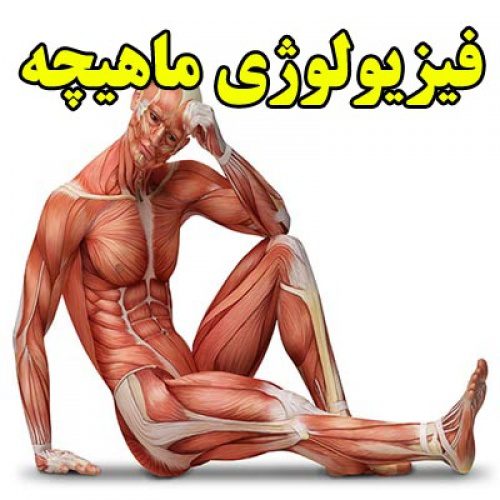 تحقیق در مورد فیزیولوژی ماهیچه