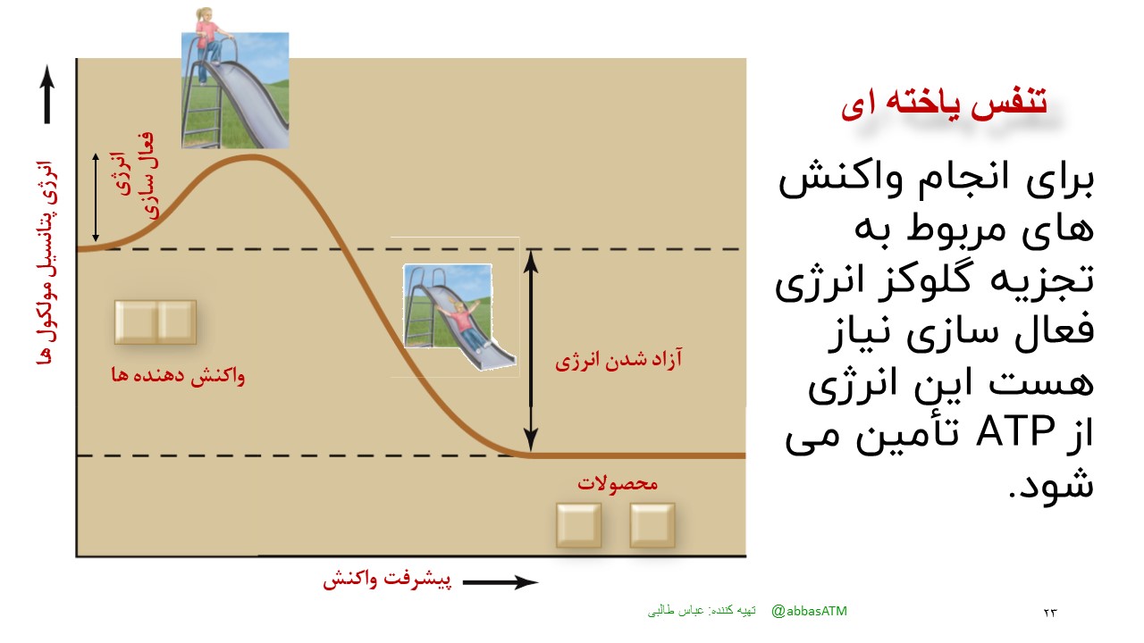 تدریس تامین انرژی زیست دوازدهم