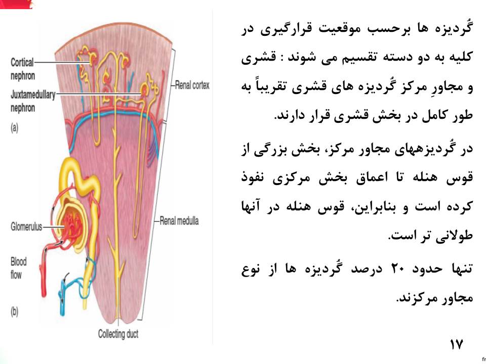 پاورپوینت هم ایستایی و کلیه ها زیست شناسی دهم